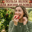 Яблоки: польза и вред для здоровья человека — от витаминов до опасностей для эмали и желудка - Мензеля